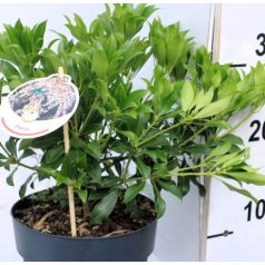 Japán babérhanga Pieris jap. in varieties P17