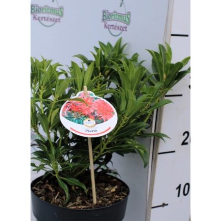 Japán babérhanga Pieris jap. in varieties P17