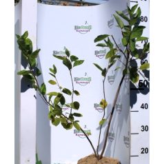   Rézvörös fanyarka (Mézalmácska) Amelanchier lamarckii K5 40/50