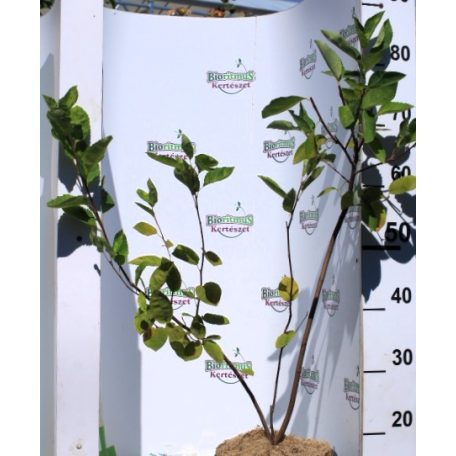 Rézvörös fanyarka (Mézalmácska) Amelanchier lamarckii K5 40/50