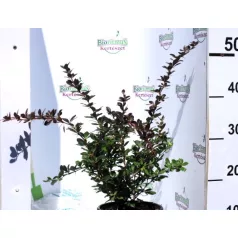   Fényes levelű ékszerborbolya Berberis media Red Jewel K2 30/40