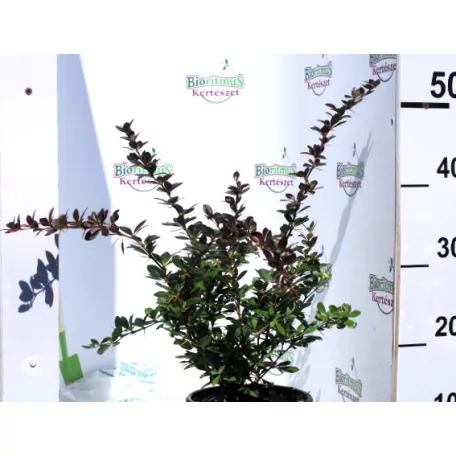 Fényes levelű ékszerborbolya Berberis media Red Jewel K2 30/40