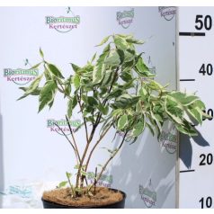   Fehér-tarka levelű törpe som CORNUS ALBA ELEGANTISSIMA NANA K3 30/40