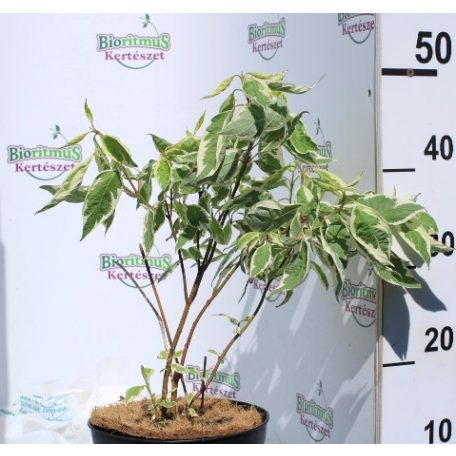 Fehér-tarka levelű törpe som CORNUS ALBA ELEGANTISSIMA NANA K3 30/40