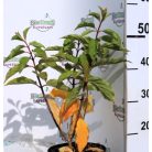 Bugás hortenzia Hydrangea p. Phantom K3 30/40