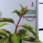 Bugás hortenzia Hydrangea p. Phantom K3 30/40