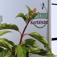 Bugás hortenzia Hydrangea p. Phantom K3 30/40