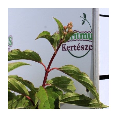 Bugás hortenzia Hydrangea p. Phantom K3 30/40