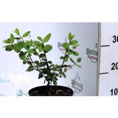 Kamcsatkai mézbogyó LONICERA KAMTSCHATICA KALINKA K2 20/30