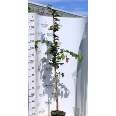 Perzsa varázsfa PARROTIA PERSICA TŰZMADÁR K7 150/175