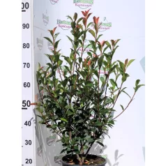 Korallberkenye PHOTINIA FR CARRE ROUGE K7,5 60/80