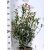 Korallberkenye PHOTINIA FR CARRE ROUGE K7,5 60/80