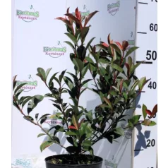 Korallberkenye PHOTINIA FR ROBUSTA COMPACTA K4 40/60