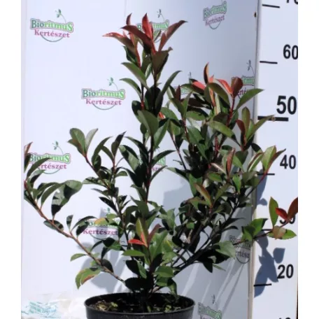 Korallberkenye PHOTINIA FR ROBUSTA COMPACTA K4 40/60