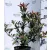 Korallberkenye PHOTINIA FR ROBUSTA COMPACTA K4 40/60