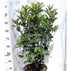   Fodros levelű korallberkenye PHOTINIA SERR.CRUNCHY K15 80/100