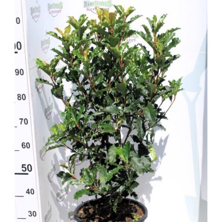 Fodros levelű korallberkenye PHOTINIA SERR.CRUNCHY K15 80/100