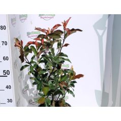 Korallberkenye PHOTINIA FR CAMILIVY K7,5 60/80