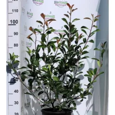 Korallberkenye PHOTINIA FR RED ROBIN K12 80/100