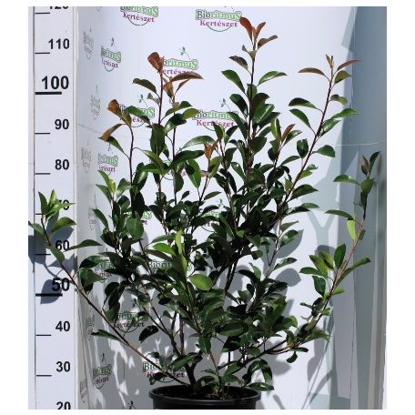 Korallberkenye PHOTINIA FR RED ROBIN K12 80/100