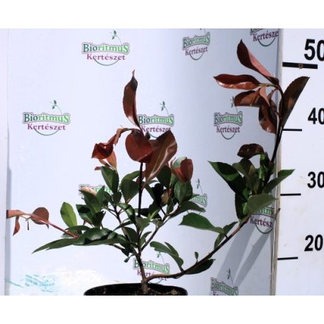 Korallberkenye PHOTINIA FR RED ROBIN K2 40/+