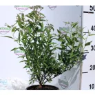 Japán gyöngyvessző SPIREA JAP ANTHONY WATERER K2 20/30