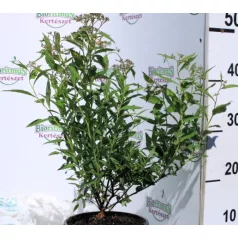Japán gyöngyvessző SPIREA JAP ANTHONY WATERER K2 20/30