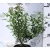 Japán gyöngyvessző SPIREA JAP ANTHONY WATERER K2 20/30