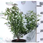 Japán gyöngyvessző SPIREA JAP ANTHONY WATERER K2 20/30