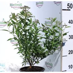 Japán gyöngyvessző SPIREA JAP ANTHONY WATERER K2 20/30