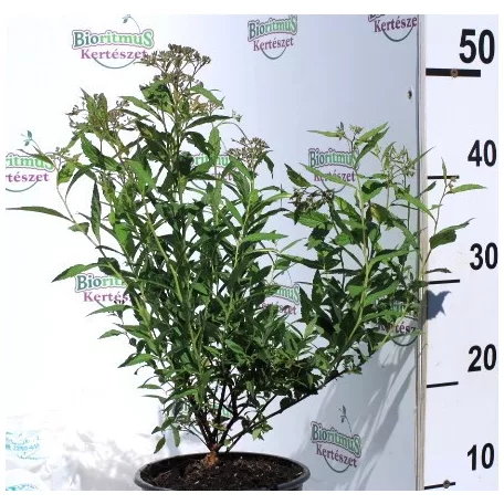 Japán gyöngyvessző SPIREA JAP ANTHONY WATERER K2 20/30