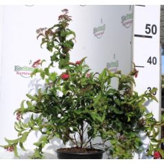 Japán gyöngyvessző SPIREA JAP CRISPA K2 20/30