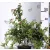 Japán gyöngyvessző SPIREA JAP CRISPA K2 20/30