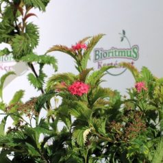 Japán gyöngyvessző SPIREA JAP CRISPA K2 20/30