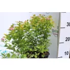 Japán gyöngyvessző SPIREA JAP GOLDEN PRINCESS K2 20/30