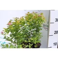 Japán gyöngyvessző SPIREA JAP GOLDEN PRINCESS K2 20/30