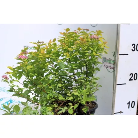Japán gyöngyvessző SPIREA JAP GOLDEN PRINCESS K2 20/30