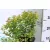Japán gyöngyvessző SPIREA JAP GOLDEN PRINCESS K2 20/30