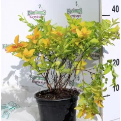 Japán gyöngyvessző SPIREA JAP GOLDEN PRINCESS K2 20/30