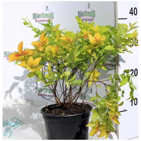 Japán gyöngyvessző SPIREA JAP GOLDEN PRINCESS K2 20/30