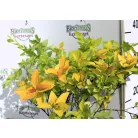 Japán gyöngyvessző SPIREA JAP GOLDEN PRINCESS K2 20/30