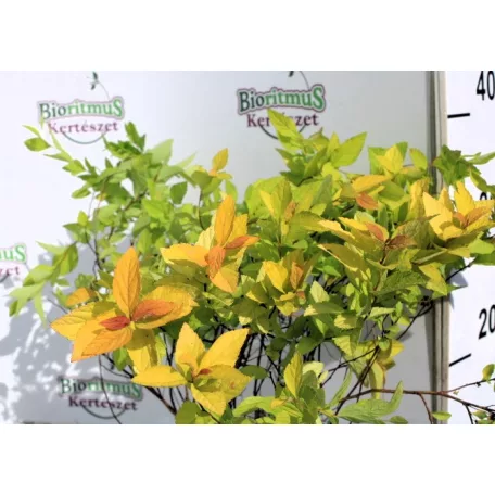 Japán gyöngyvessző SPIREA JAP GOLDEN PRINCESS K2 20/30