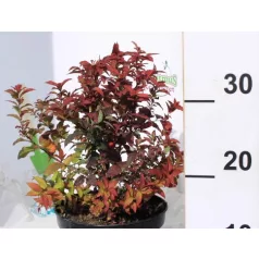 Japán gyöngyvessző SPIREA JAP GOLDFLAME K2 20/30