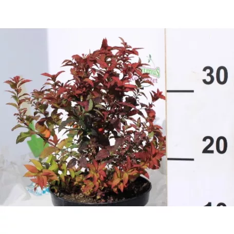 Japán gyöngyvessző SPIREA JAP GOLDFLAME K2 20/30