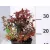 Japán gyöngyvessző SPIREA JAP GOLDFLAME K2 20/30