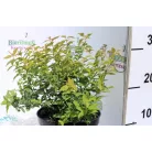 Japán gyöngyvessző SPIREA JAP GOLDFLAME K2 20/30