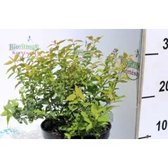 Japán gyöngyvessző SPIREA JAP GOLDFLAME K2 20/30