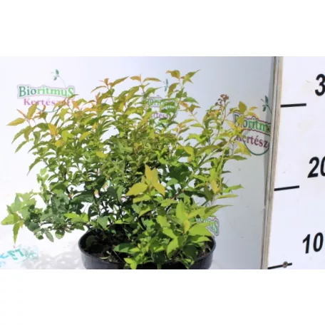 Japán gyöngyvessző SPIREA JAP GOLDFLAME K2 20/30