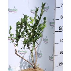 Kék áfonya VACCINIUM CORY HARDY BLUE K4 40/60