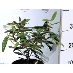 Prágai bangita Viburnum Prangense K2 20/30